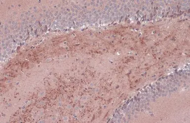 Anti-BDNF antibody used in IHC (Paraffin sections) (IHC-P). GTX132621