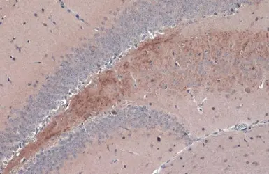 Anti-BDNF antibody used in IHC (Paraffin sections) (IHC-P). GTX132621