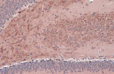 Anti-BDNF antibody used in IHC (Paraffin sections) (IHC-P). GTX132621