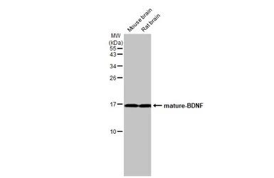 Anti-BDNF antibody used in Western Blot (WB). GTX132621