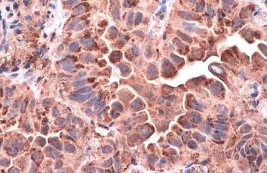 Anti-CD63 antibody used in IHC (Paraffin sections) (IHC-P). GTX132953