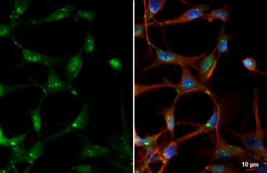 Anti-Connexin 43 antibody used in Immunocytochemistry/ Immunofluorescence (ICC/IF). GTX133022