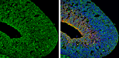 Anti-PSD95 antibody used in IHC (Frozen sections) (IHC-Fr). GTX133091