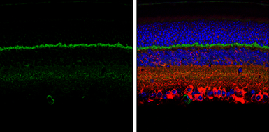 Anti-PSD95 antibody used in IHC (Paraffin sections) (IHC-P). GTX133091