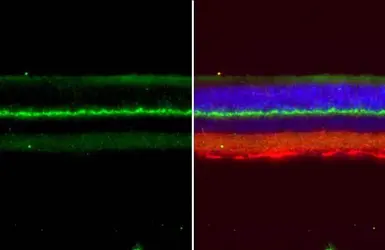 Anti-PSD95 antibody used in IHC (Paraffin sections) (IHC-P). GTX133091