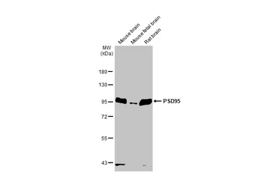 Anti-PSD95 antibody used in Western Blot (WB). GTX133091