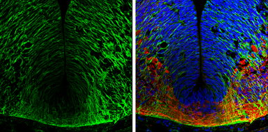 Anti-GAD65 antibody used in IHC (Frozen sections) (IHC-Fr). GTX133096