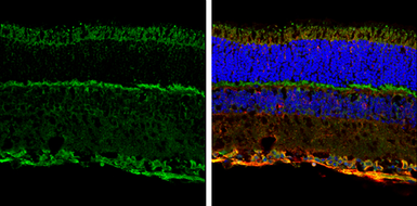 Anti-NMDAR1 antibody used in IHC (Frozen sections) (IHC-Fr). GTX133097