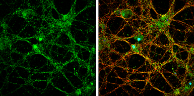 Anti-NMDAR2B antibody used in Immunocytochemistry/ Immunofluorescence (ICC/IF). GTX133099