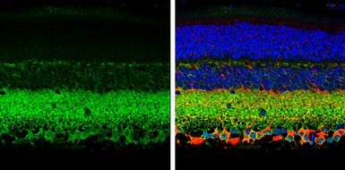 Anti-KCC2 antibody used in IHC (Paraffin sections) (IHC-P). GTX133130