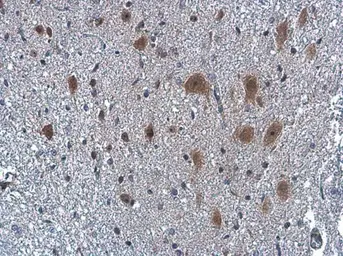 Anti-Neuropeptide Y antibody used in IHC (Paraffin sections) (IHC-P). GTX133138