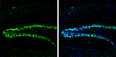 Anti-Neuropeptide Y antibody used in IHC (Frozen sections) (IHC-Fr). GTX133138