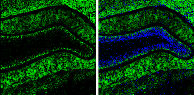 Anti-VGLUT2 antibody used in IHC (Frozen sections) (IHC-Fr). GTX133142