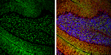 Anti-VGluT1 antibody used in IHC (Frozen sections) (IHC-Fr). GTX133148