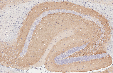 Anti-VGluT1 antibody used in IHC (Paraffin sections) (IHC-P). GTX133148