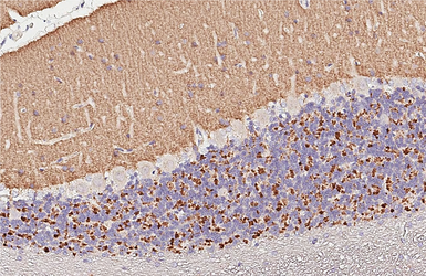 Anti-VGluT1 antibody used in IHC (Paraffin sections) (IHC-P). GTX133148