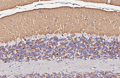 Anti-VGluT1 antibody used in IHC (Paraffin sections) (IHC-P). GTX133148