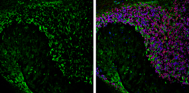 Anti-Aquaporin 4 antibody used in IHC (Frozen sections) (IHC-Fr). GTX133151