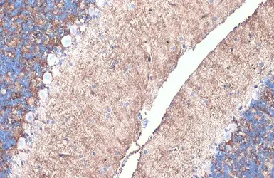 Anti-Aquaporin 4 antibody used in IHC (Paraffin sections) (IHC-P). GTX133151