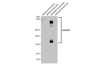 Anti-mGluR5 antibody used in Western Blot (WB). GTX133288