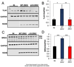 Anti-Zika virus NS4B protein antibody used in Western Blot (WB). GTX133321