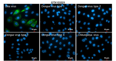 Anti-Zika virus NS4B protein antibody used in Immunocytochemistry/ Immunofluorescence (ICC/IF). GTX133321