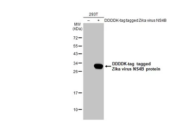 Anti-Zika virus NS4B protein antibody used in Western Blot (WB). GTX133321