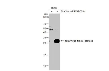 Anti-Zika virus NS4B protein antibody used in Western Blot (WB). GTX133321