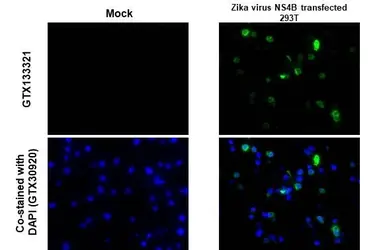 Anti-Zika virus NS4B protein antibody used in IHC-P (cell pellet) (IHC-P (cell pellet)). GTX133321