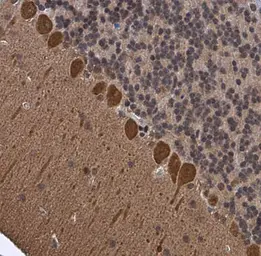 Anti-p130Cas antibody used in IHC (Paraffin sections) (IHC-P). GTX133337