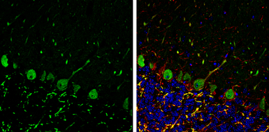 Anti-p130Cas antibody used in IHC (Frozen sections) (IHC-Fr). GTX133337