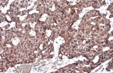 Anti-Beclin 1 antibody used in IHC (Paraffin sections) (IHC-P). GTX133555