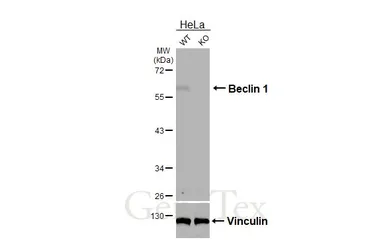 Anti-Beclin 1 antibody used in Western Blot (WB). GTX133555