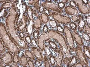 Anti-TOMM20 antibody used in IHC (Paraffin sections) (IHC-P). GTX133756