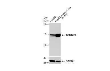 Anti-TOMM20 antibody used in Western Blot (WB). GTX133756