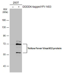 Anti-Yellow Fever virus NS3 protein antibody used in Western Blot (WB). GTX133959