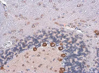 Anti-CGRP antibody used in IHC (Paraffin sections) (IHC-P). GTX134005