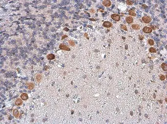 Anti-CGRP antibody used in IHC (Paraffin sections) (IHC-P). GTX134005