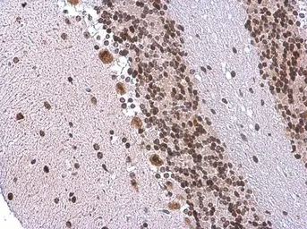 Anti-EN1 antibody used in IHC (Paraffin sections) (IHC-P). GTX134013