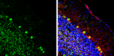 Anti-EN1 antibody used in IHC (Frozen sections) (IHC-Fr). GTX134013