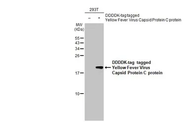 Anti-Yellow Fever virus Capsid Protein C antibody used in Western Blot (WB). GTX134022