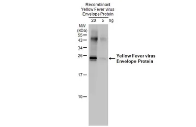 Anti-Yellow Fever virus Envelope Protein antibody used in Western Blot (WB). GTX134024