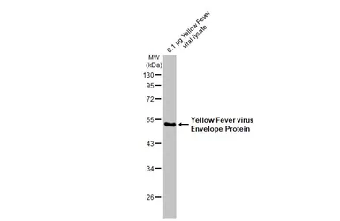 Anti-Yellow Fever virus Envelope Protein antibody used in Western Blot (WB). GTX134024