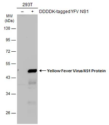 Anti-Yellow Fever virus NS1 Protein antibody used in Western Blot (WB). GTX134025