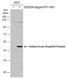 Anti-Yellow Fever virus NS1 Protein antibody used in Western Blot (WB). GTX134026