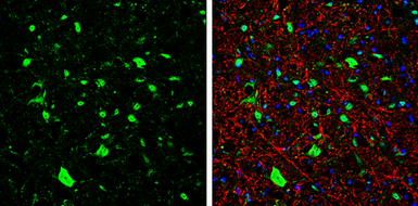 Anti-GIRK2 antibody used in IHC (Frozen sections) (IHC-Fr). GTX134049