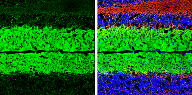 Anti-EAAT1 antibody used in IHC (Frozen sections) (IHC-Fr). GTX134059