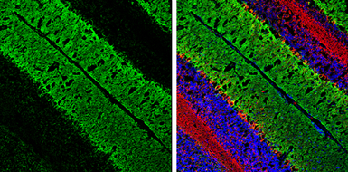 Anti-EAAT1 antibody used in IHC (Frozen sections) (IHC-Fr). GTX134060