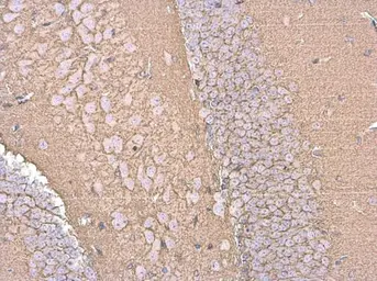 Anti-EAAT2 antibody used in IHC (Paraffin sections) (IHC-P). GTX134062