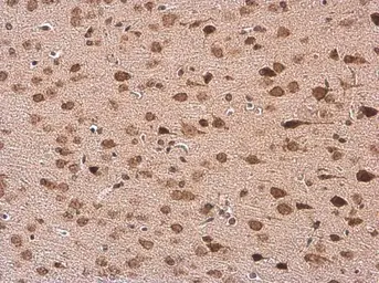 Anti-HuC antibody used in IHC (Paraffin sections) (IHC-P). GTX134128